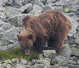 Cantabrican Brown Bear foraging for bilberries  © Fundación Oso Pardo