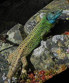 Male Schreiber's Green Lizard - Lacerta schreiberi © Teresa Farino