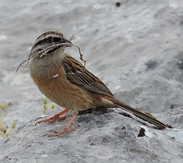 Rock Bunting – Emberiza cia