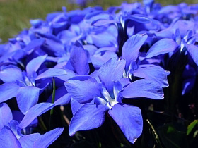 Spring Gentian – Gentiana verna