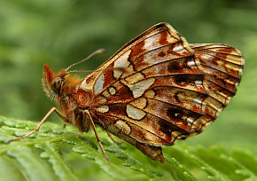 Weaver's Fritillary - Boloria dia © Teresa Farino