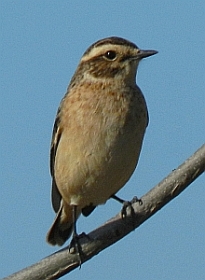 Whinchat - Saxicola rubetra © Teresa Farino