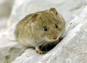 Snow Vole - Chionomys nivalis © Matt Hobbs