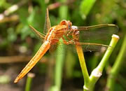 Scarlet Darter  - Crocothemis erythraea © Teresa Farino