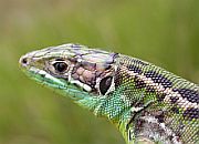 Western Green Lizard (subadult female) - Lacerta bilineata © Teresa Farino