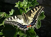 Species list - Butterflies and Moths