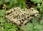 Species list - Amphibians and Fish