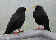 Alpine Chough - Pyrrhocorax graculus © Teresa Farino