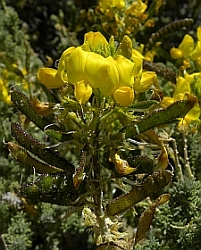 Adenocarpus viscosus © Teresa Farino