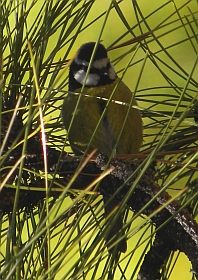 African Blue Tit - Cyanistes teneriffae © Teresa Farino