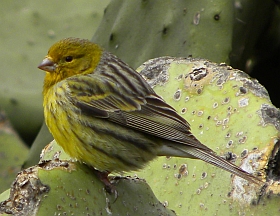 Atlantic Canary - Serinus canaria © Teresa Farino