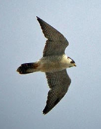 Barbary Falcon - Falco pelegrinoides pelegrinoides © John Muddeman