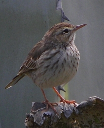 Berthelot's Pipit - Anthus berthelotii © Teresa Farino