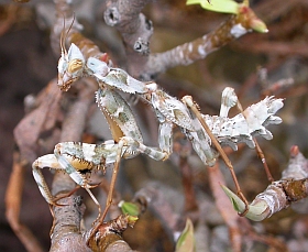 Blepharopsis mendica © Teresa Farino