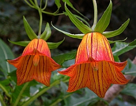 Canary Bellflower - Canarina canariensis © Teresa Farino