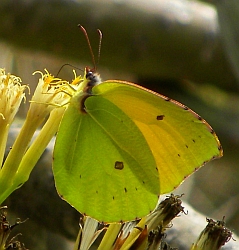 La Gomera Brimstone - Gonepteryx eversi © Teresa Farino