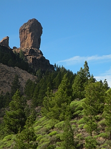Canary Pine (Pinus canariensis) forest at the foot of Roque Nublo, Gran Canaria © Teresa Farino