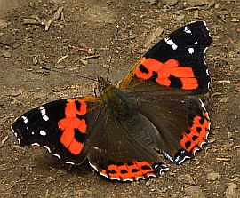 Canary Red Admiral - Vanessa vulcanica © Teresa Farino