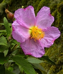 Cistus symphytifolius © Teresa Farino