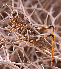 Dericorys lobata luteipes © Teresa Farino