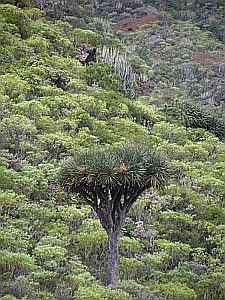 Dragon tree (Dracaena draco) in the Barranco de Igueste, Tenerife © Teresa Farino
