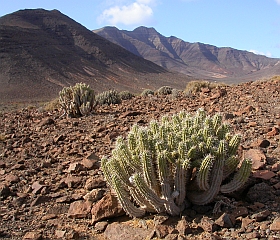 Euphorbia handiensis, Jandía, Fuerteventura © Teresa Farino Euphorbia handiensis, Jandía, Fuerteventura © Teresa Farino