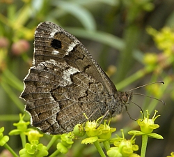 Gomera Grayling - Hipparchia gomera © Teresa Farino