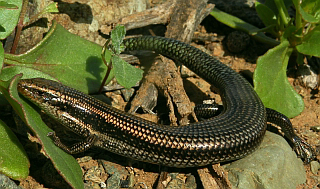 gran canaria canary islands fauna flora skink chalcides sexlineatus teresa farino lanzarote wildlife tenerife fuerteventura la