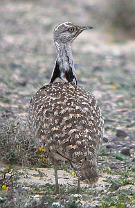 Houbara Bustard - Chlamydotis undulata fuerteventurae © John Muddeman