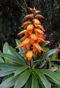 Isoplexis canariensis © Teresa Farino