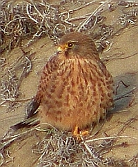 Kestrel - Falco tinnunculus canariensis © Teresa Farino