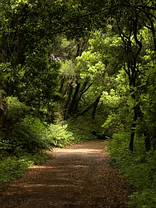 Laurisilva - Garajonay National Park, La Gomera © Teresa Farino