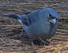 Male Blue Chaffinch - Fringilla teydea teydea © Teresa Farino