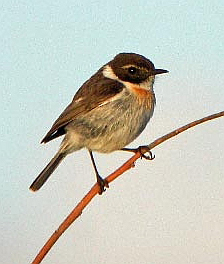 Male Canary Islands Stonechat - Saxicola dacotae © John Muddeman