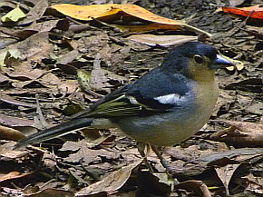 Male Common Chaffinch - Fringilla coelebs canariensis © Teresa Farino