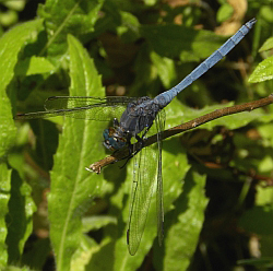 Male Epaulet Skimmer - Orthetrum chrysostigma © Teresa Farino