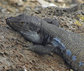 Male Tenerife Lizard - Gallotia galloti © Teresa Farino