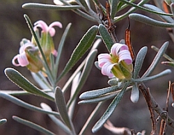 Parolinia ornata © Teresa Farino