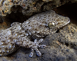 Tenerife Gecko - Tarentola delalandii © Teresa Farino