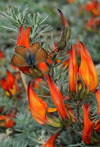 Illustrative Tenerife flora