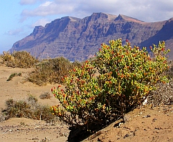 Tetraena fontanesii, Famara, Lanzarote © Teresa Farino