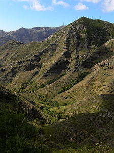 Thermophilic Forest zone, La Gomera © Teresa Farino