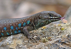 Atlantic Lizard - Gallotia atlantica © John Muddeman