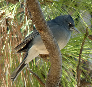 Blue Chaffinch - Fringilla teydea © John Muddeman