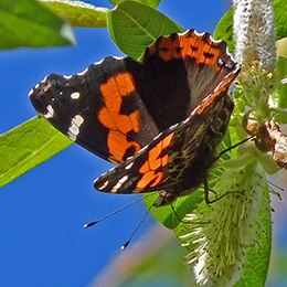 Canary Red Admiral - Vanessa vulcanica © John Muddeman