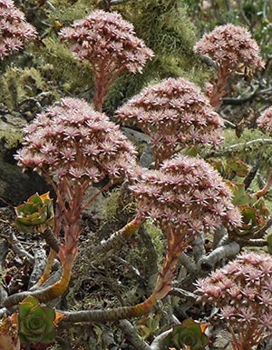 Flowering Aeonium Lanzarote - Aeonium sp. © John Muddeman