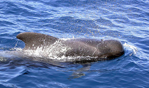 Short-finned Pilot Whale - Globicephala macrorhynchus © John Muddeman