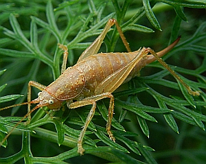 Tenerife Laurel Bush-cricket – Canariola willemsei © Teresa Farino