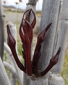 Ceropegia fusca © Teresa Farino