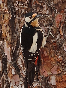 Great Spotted Woodpecker – Dendrocopos major canariensis © Teresa Farino